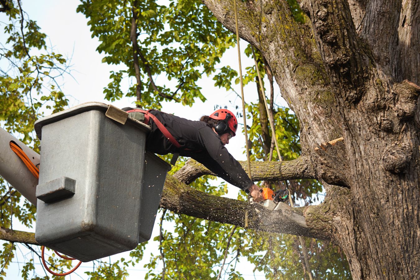 Tree removal professional cutting branches from bucket truck