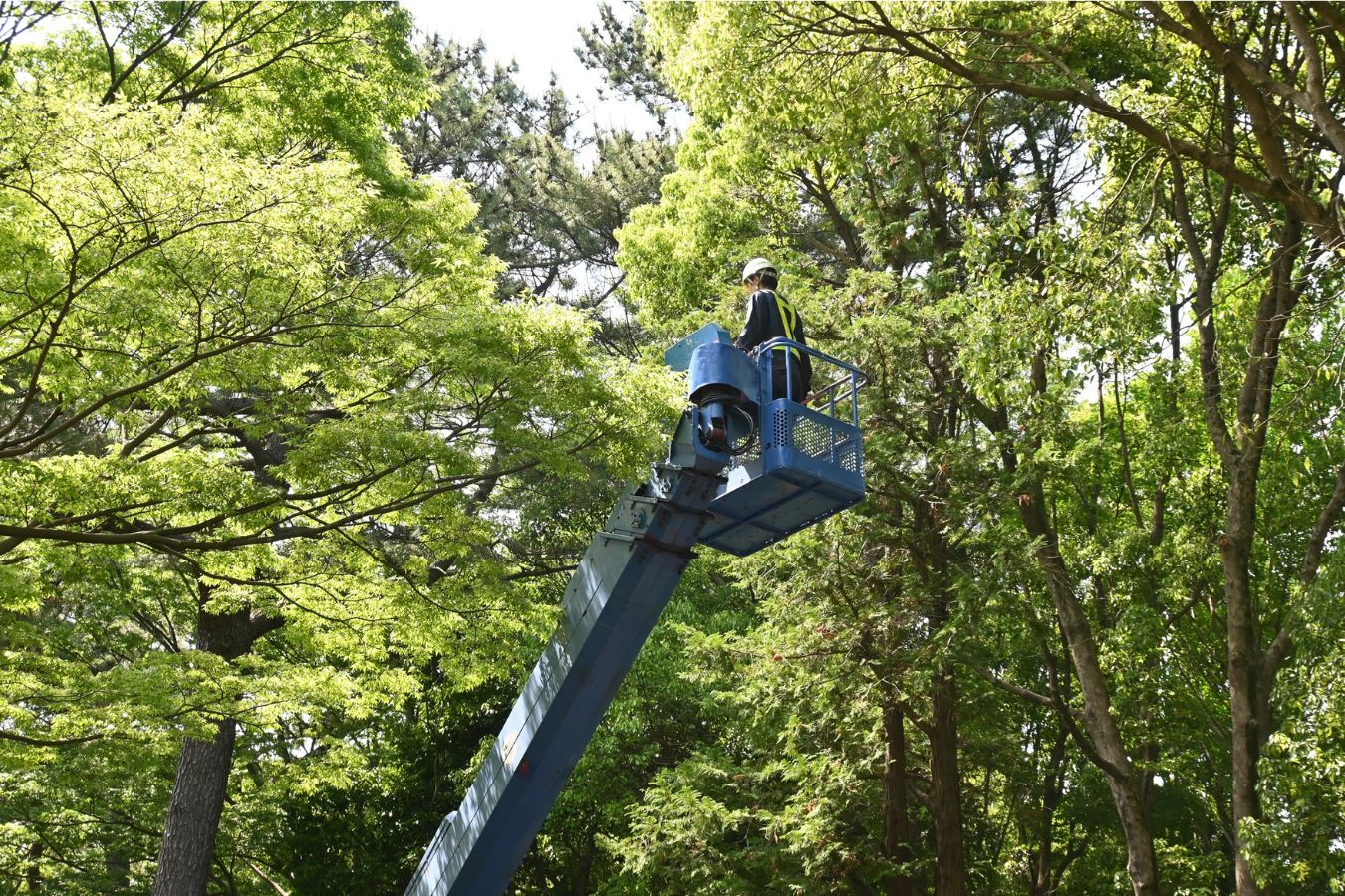 Professional tree service worker in bucket truck performing tree care in Arlington TN