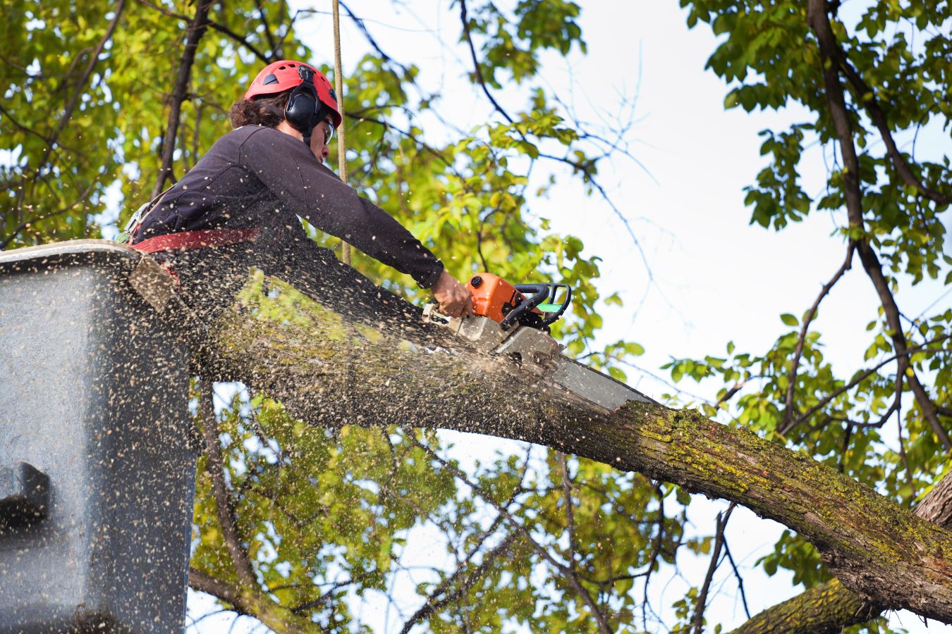 Professional tree cutting service in Arlington TN